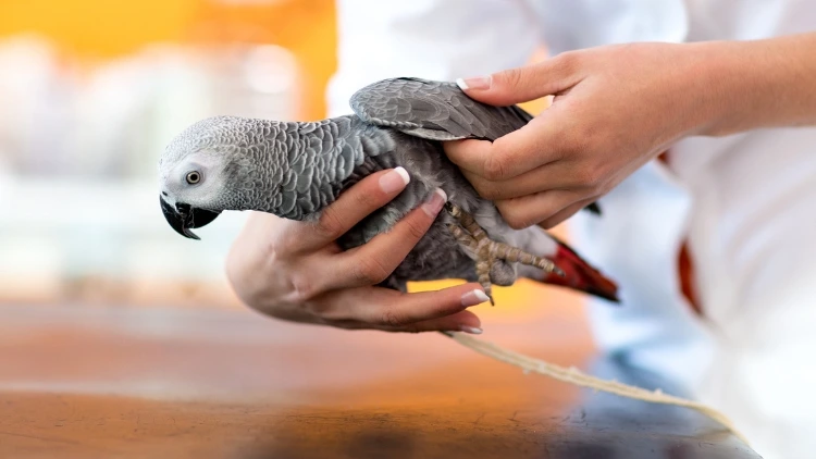 Sao Paulo - Veterinary Clinic