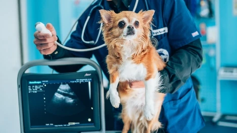 Buenos Aires - Veterinary Clinic