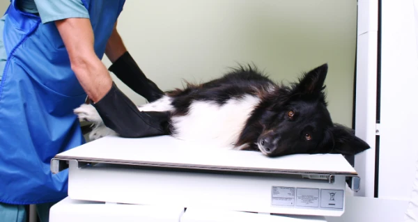 Centro Médico Veterinario Buenos Aires