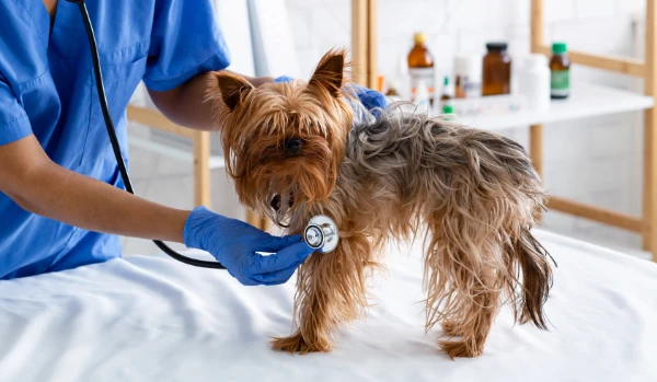 Centro Médico Veterinario Buenos Aires