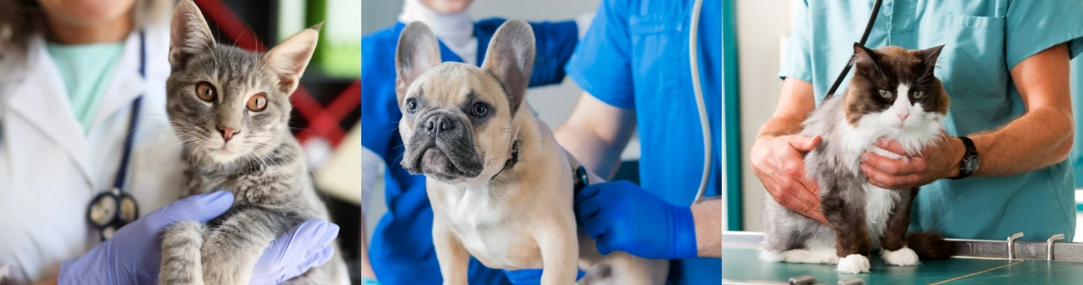 North Phoenix Animal Clinic