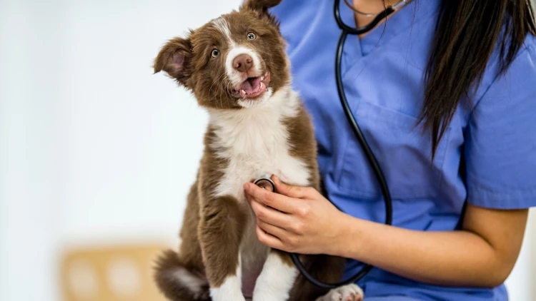 Jacksonville - Veterinary Clinic